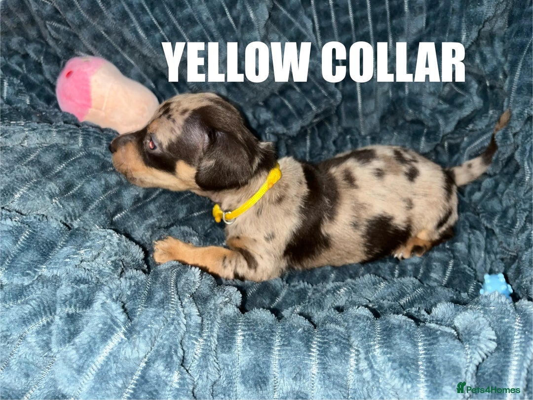 Miniature Dachshund dogs for sale: Miniature Dachshunds looking for perfect Home - Image 6