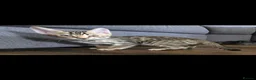 Bengal cats for sale: Beautiful Bengal cross kittens  - Advert 8