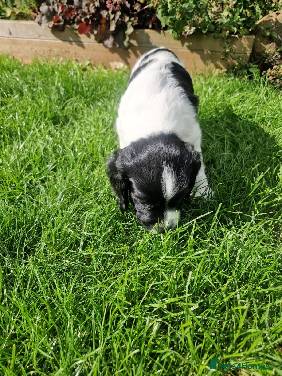 English Springer Spaniel dogs Pedigree working English Springer Spaniels  - Advert 2
