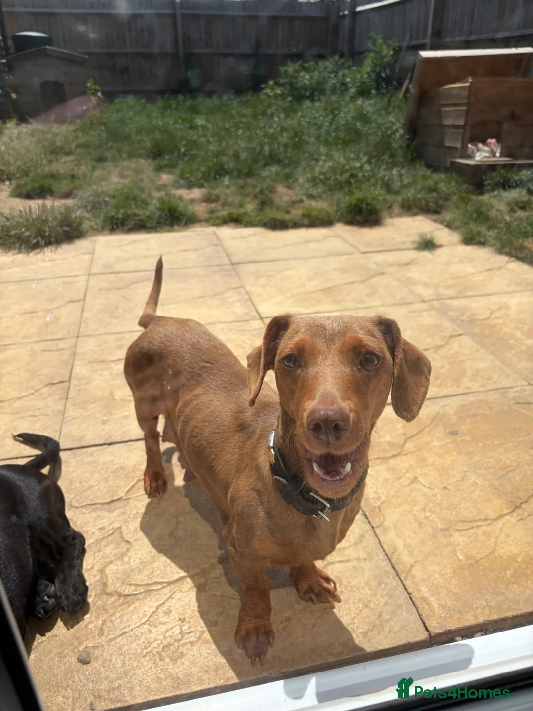 Dachshund dogs for sale: 4 beautiful boy pups looking for forever homes  - Advert 1