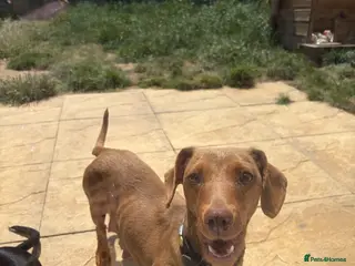 Dachshund dogs 4 beautiful boy pups looking for forever homes - Advert 3