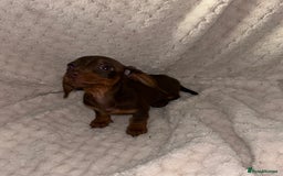 Miniature Dachshund dogs for sale:  ⭐️🐶Tiny tiny miniature dachshunds🐶⭐️ - Image 5