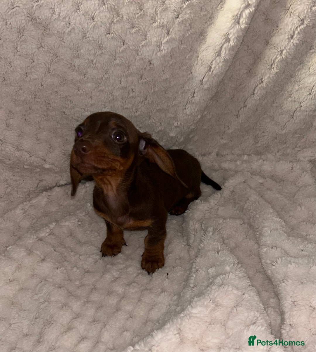 Miniature Dachshund dogs for sale:  ⭐️🐶Tiny tiny miniature dachshunds🐶⭐️ - Image 5
