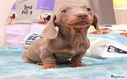 Dachshund dogs for sale: BLUE DAPPLE FEMALE AVAILABLE  - Image 10