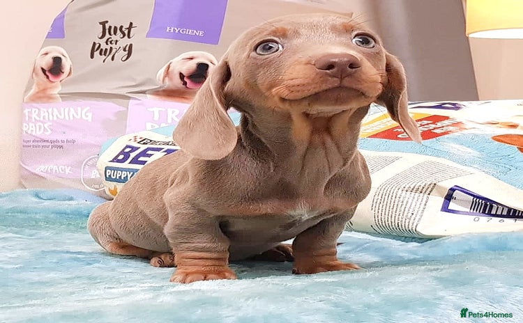 Dachshund dogs - Advert 2