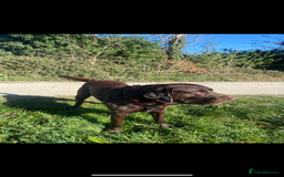 Labrador Retriever dogs for stud: Chocolate Labrador for Stud  in Doncaster - Image 8