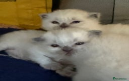 Ragdoll cats for sale: A litter of ragdolls  - Image 6