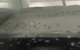 Axolotl reptiles for sale: 5 Axolotl eggs  - Image 1
