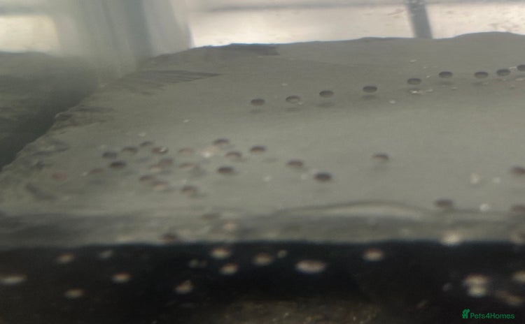 Axolotl reptiles - Advert 2