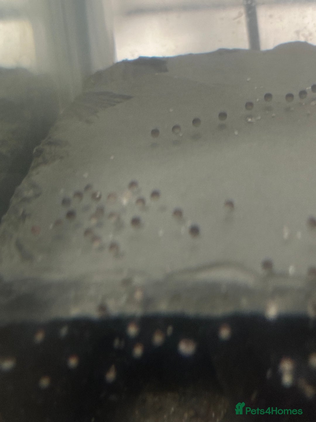 Axolotl reptiles for sale: 5 Axolotl eggs  - Image 1