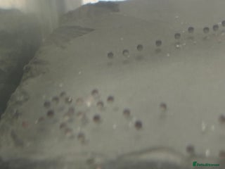 Axolotl reptiles for sale - Advert 1