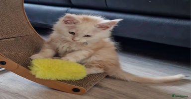 Maine Coon cats - Advert 8