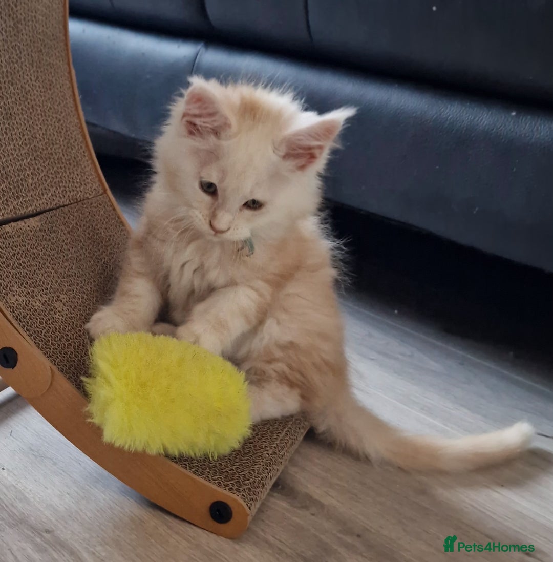 Maine Coon cats for sale: Beautiful Fluffy Maine Coon Kittens - Image 3