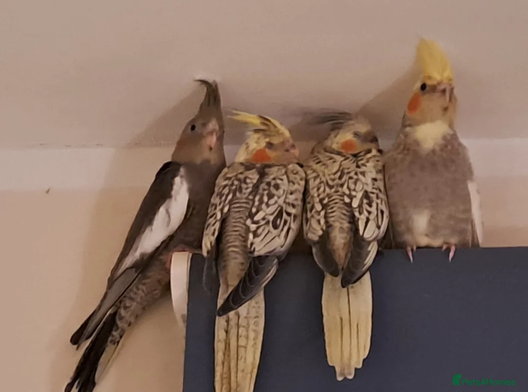 Cockatiels birds for sale: Baby DNA tested Cockatiels (3 girls, 1 boy)  - Advert 1
