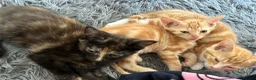 Mixed Breed cats for sale: 6 Beautiful kittens - Advert 4