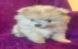 Pomeranian dogs for sale: Rainbow Litter with TAN POINTS - Image 7