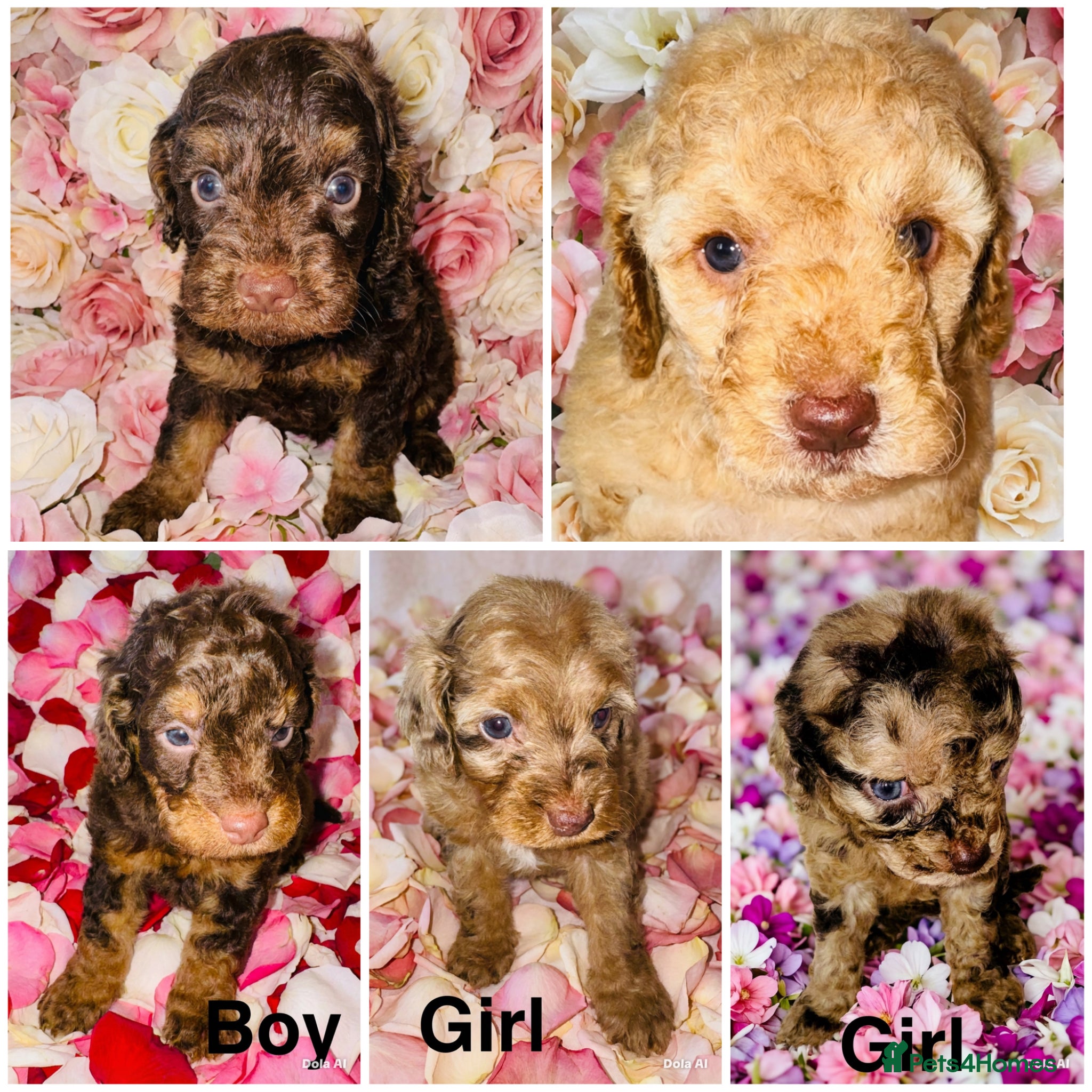Cockapoo dogs DNA TESTED, Beautiful Cockapoos, Ready 6th May  - Advert 4