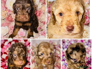 Cockapoo dogs DNA TESTED, Beautiful Cockapoos, Ready 6th May - Advert 12