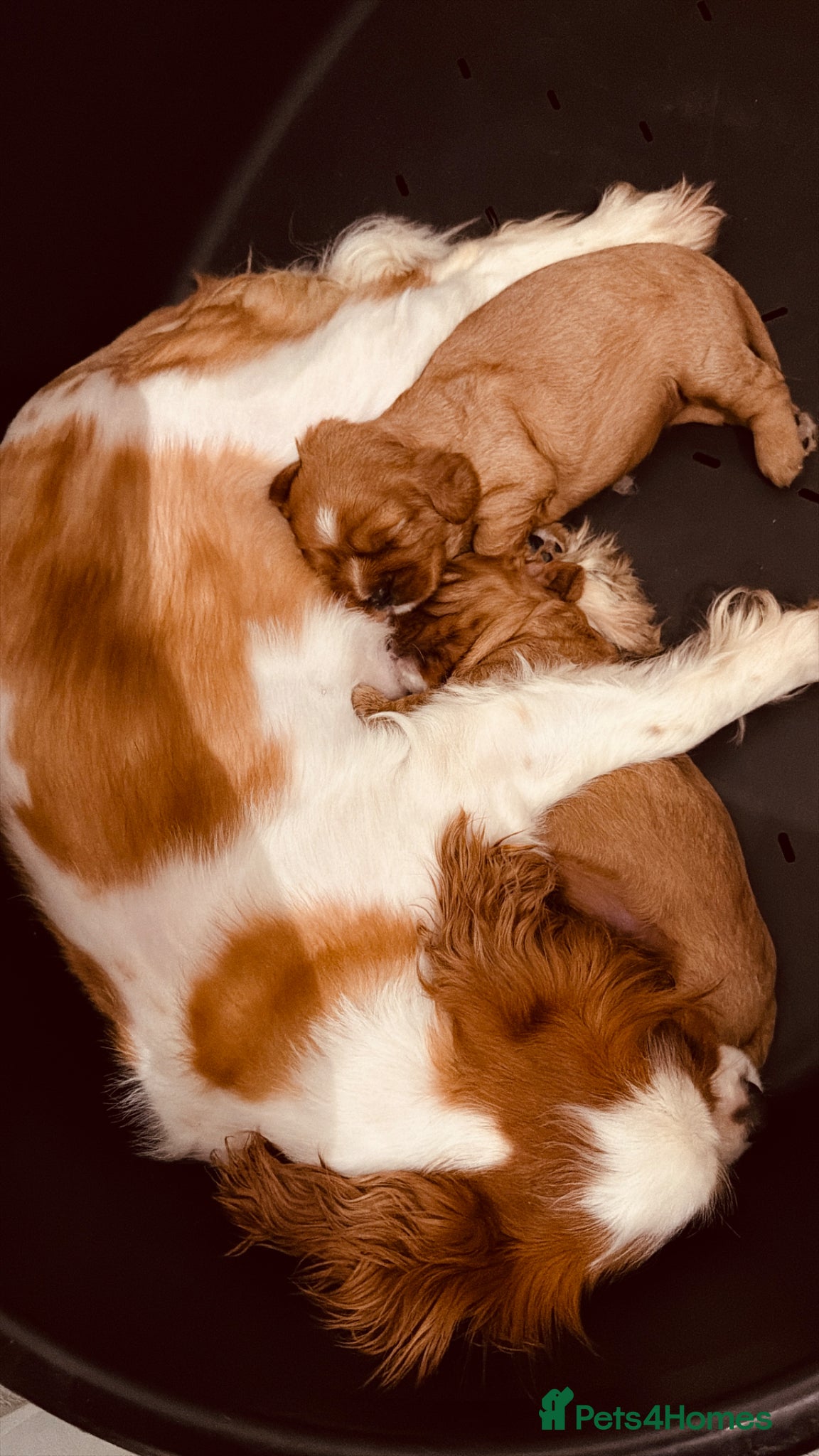 Cavalier King Charles Spaniel dogs 2x KC stunning CKCS Ruby ❤️ - Advert 8