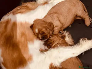 Cavalier King Charles Spaniel dogs 2x KC stunning CKCS Ruby ❤️ - Advert 8
