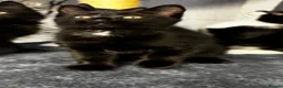 Mixed Breed cats for sale: Beautiful tuxedo kittens  - Advert 8