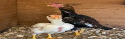 Chickens poultry for sale: Ko Sharma three pairs - Advert 1