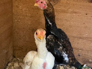 Chickens poultry Ko Sharma three pairs - Advert 1