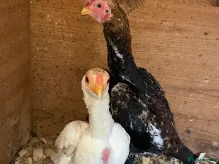 Chickens poultry Ko Sharma three pairs - Advert 4