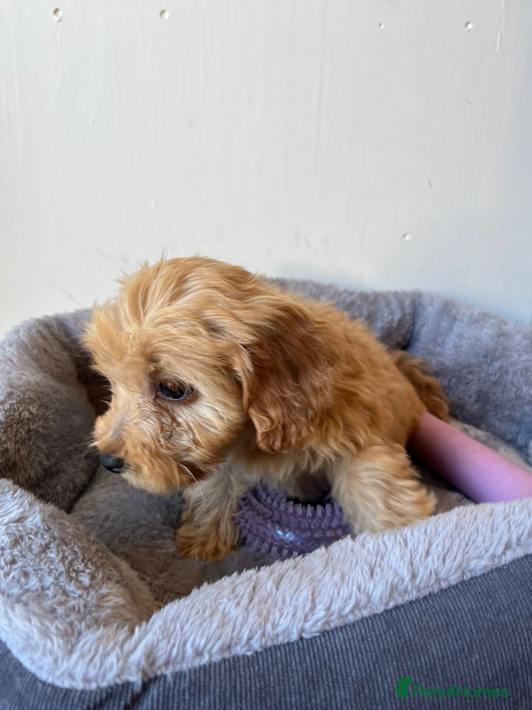 Cavachon dogs for sale: Cavapoochon 3 boys - Image 5