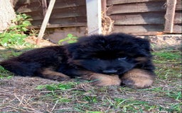 German Shepherd dogs for sale: Long Haired GSD Puppies. Only 1 boys LEFT!  - Image 19