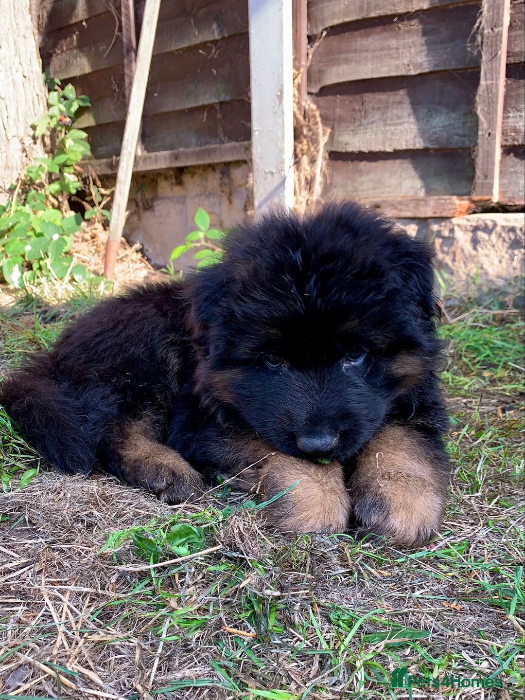 German Shepherd dogs for sale: Long Haired GSD Puppies. Only 1 boys LEFT!  - Image 19