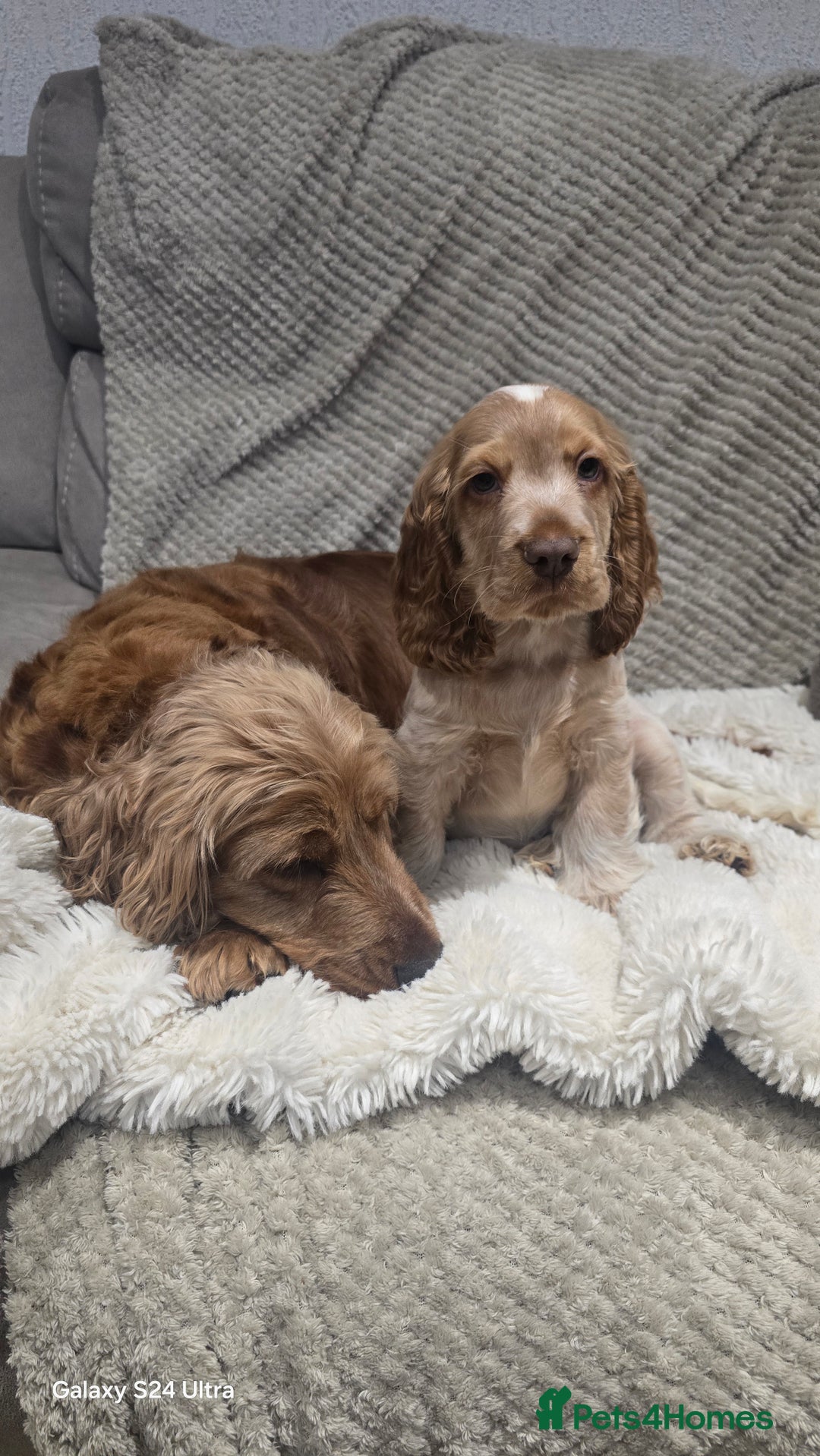 Cocker Spaniel dogs for sale: KC Health tested Show Type Orange Roan Cocker - Advert 2