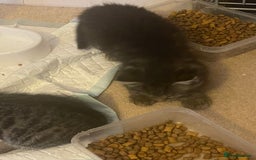 Mixed Breed cats for sale: 5 Kitties  - Image 20