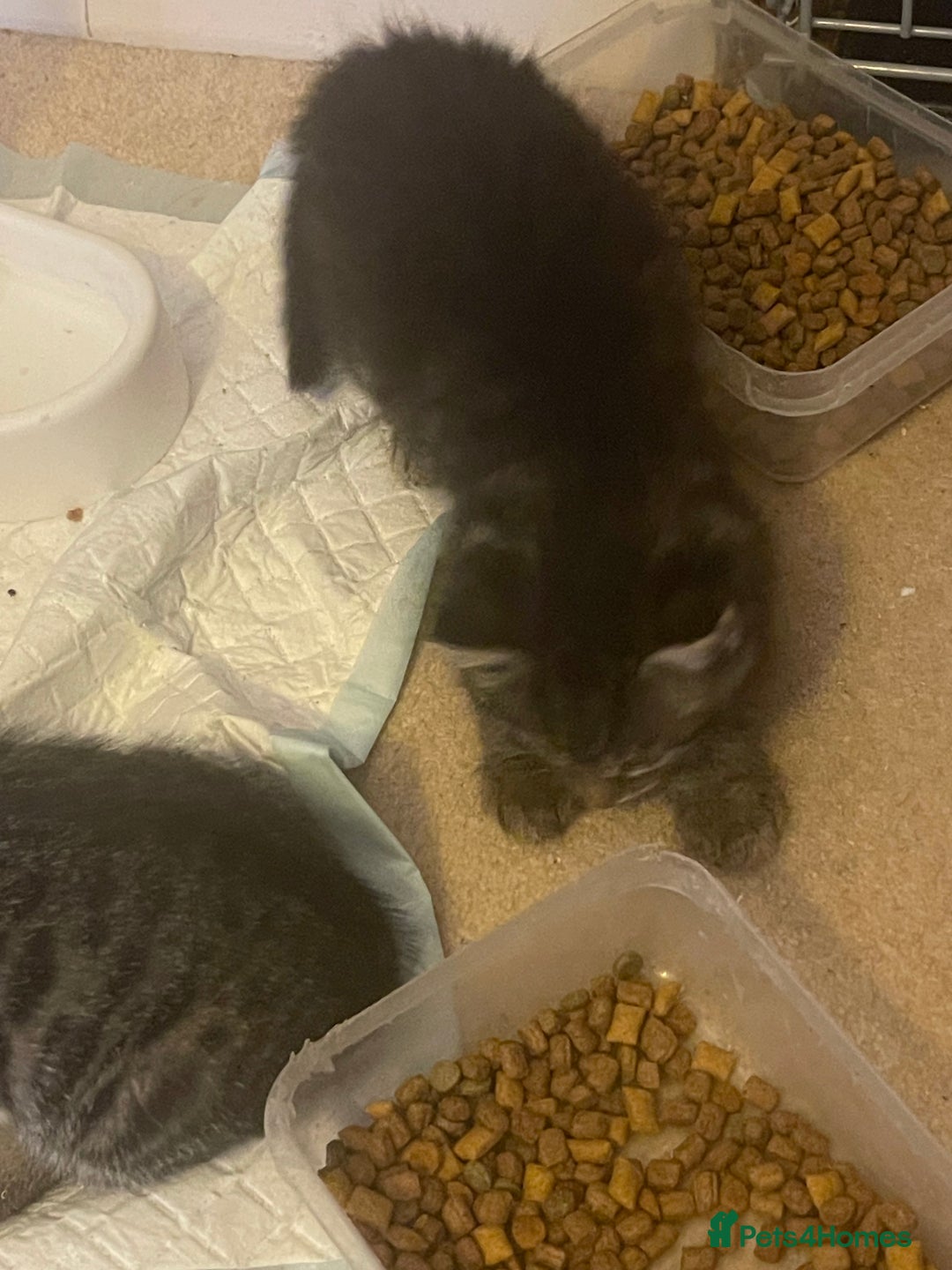 Mixed Breed cats for sale: 5 Kitties  - Image 20