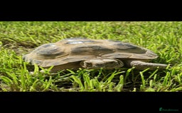 Tortoise reptiles for sale: Tortoise called Turbo - Advert 2