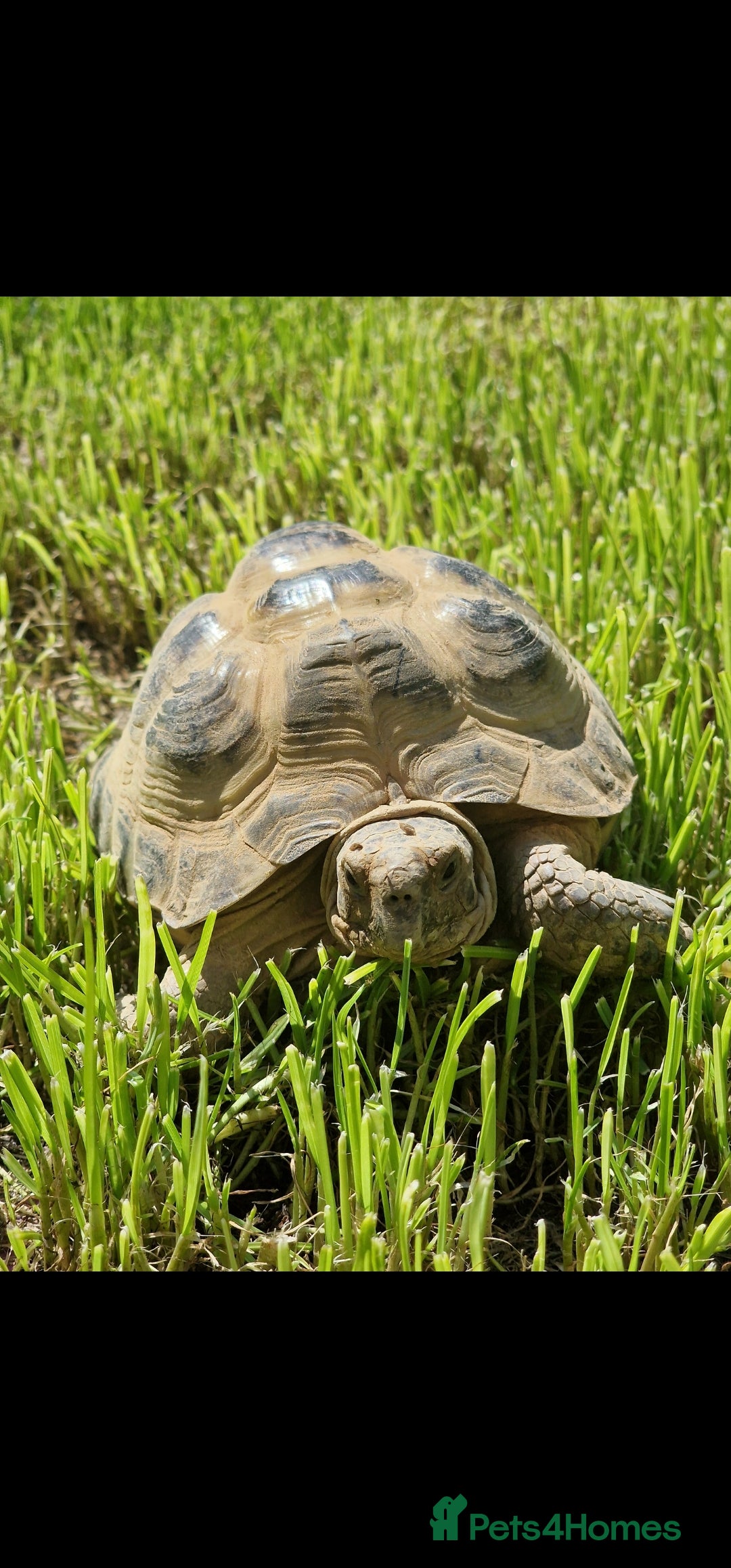 Tortoise reptiles for sale: Tortoise called Turbo - Advert 2