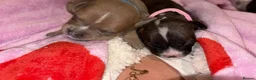 Staffordshire Bull Terrier dogs for sale: 3 Staffordshire Terrier Puppies - Advert 11