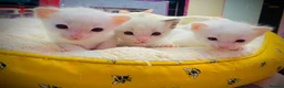 Ragdoll cats for sale: ragdoll kitten different eye colours  - Advert 7