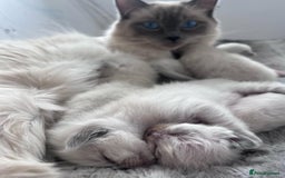 Ragdoll cats for sale: Ragdoll kittens ready the 15th September - Image 10