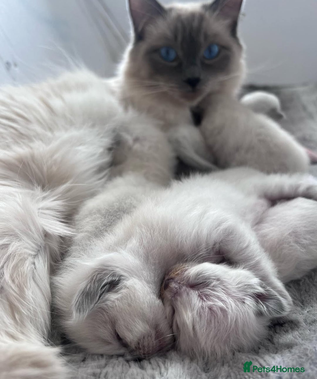 Ragdoll cats for sale: Ragdoll kittens ready the 15th September - Image 10