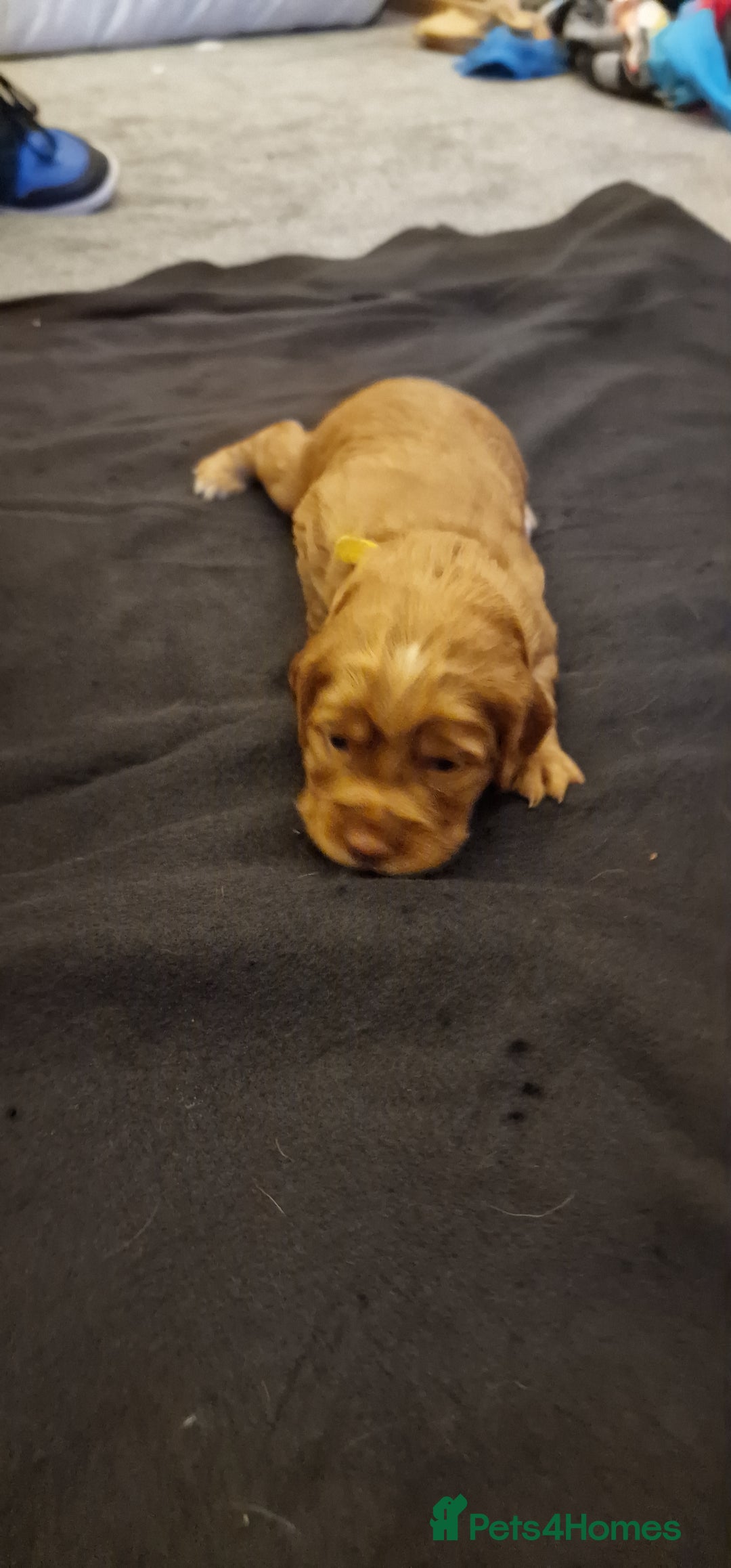Cocker Spaniel dogs for sale: Cocker spaniel puppies - Image 27