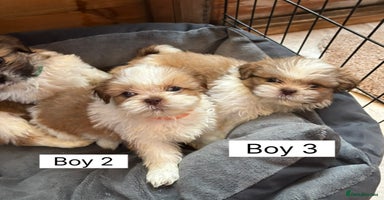 Shih Tzu dogs Four shih tzu boy puppy’s left! - Advert 2