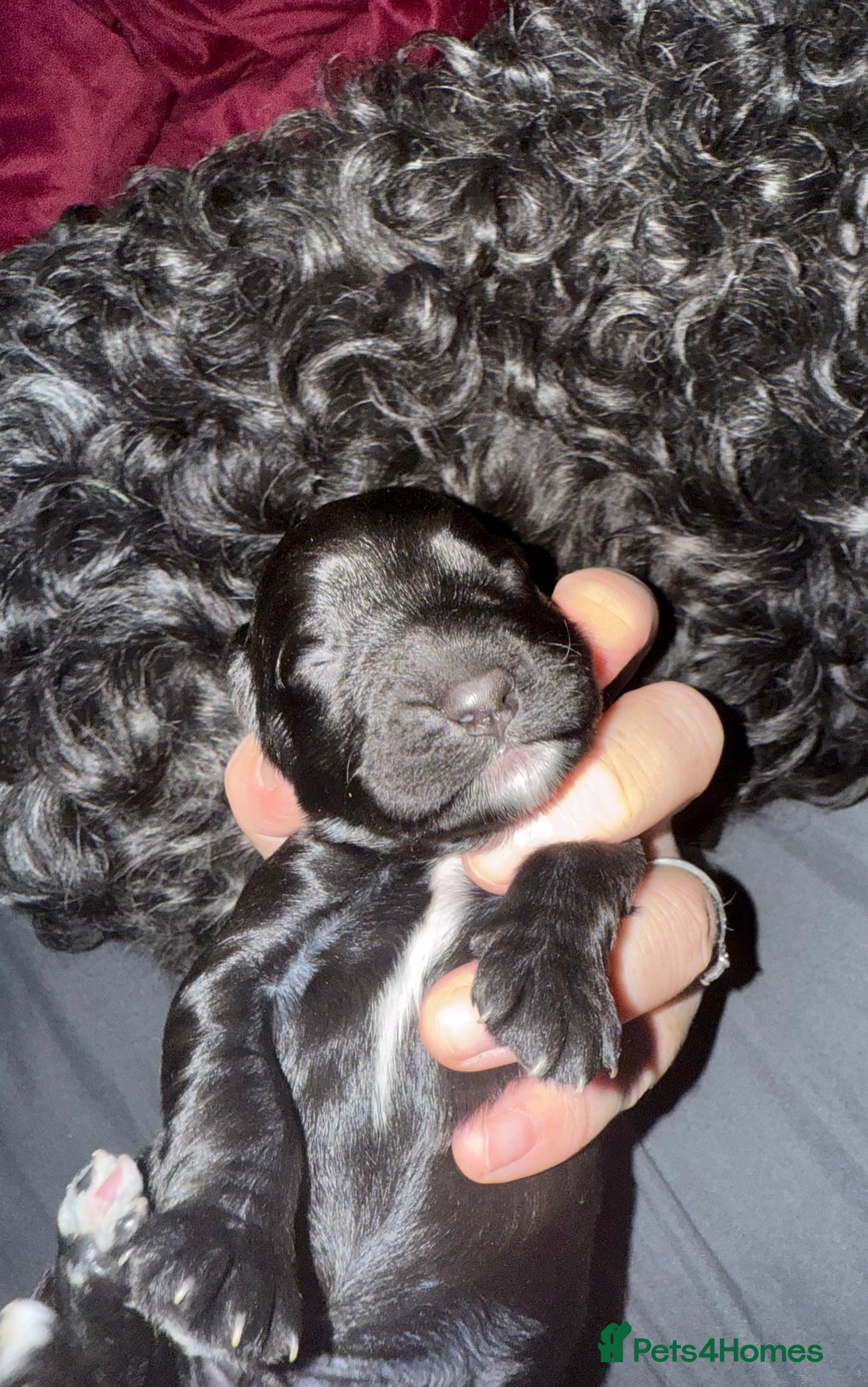 Cockapoo dogs for sale: F2 cockapoo puppies  - Image 13