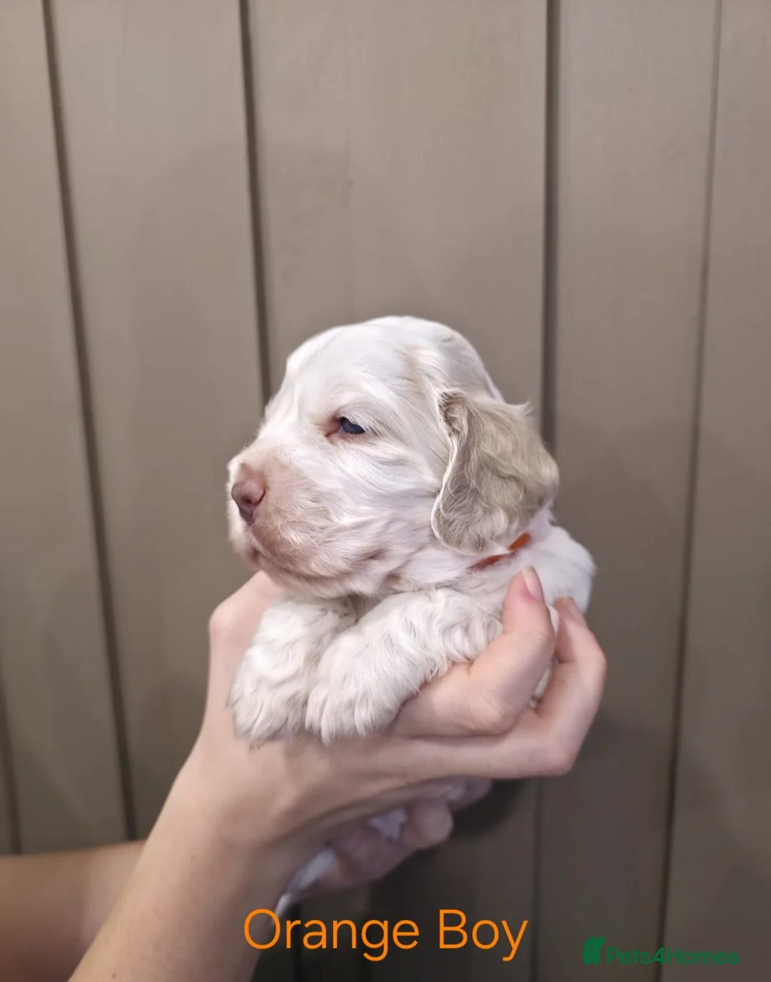 Cocker Spaniel dogs for sale: Show Type Cocker Spaniels Ready to leave now - Advert 13