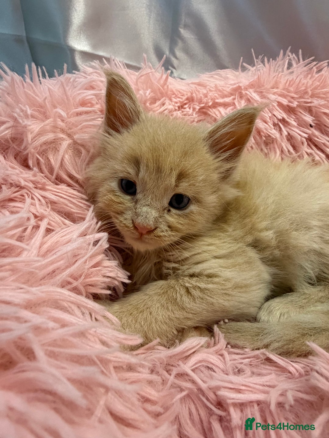 Maine Coon cats for sale: TICA REGISTERED MAINE COON KITTENS - Advert 10