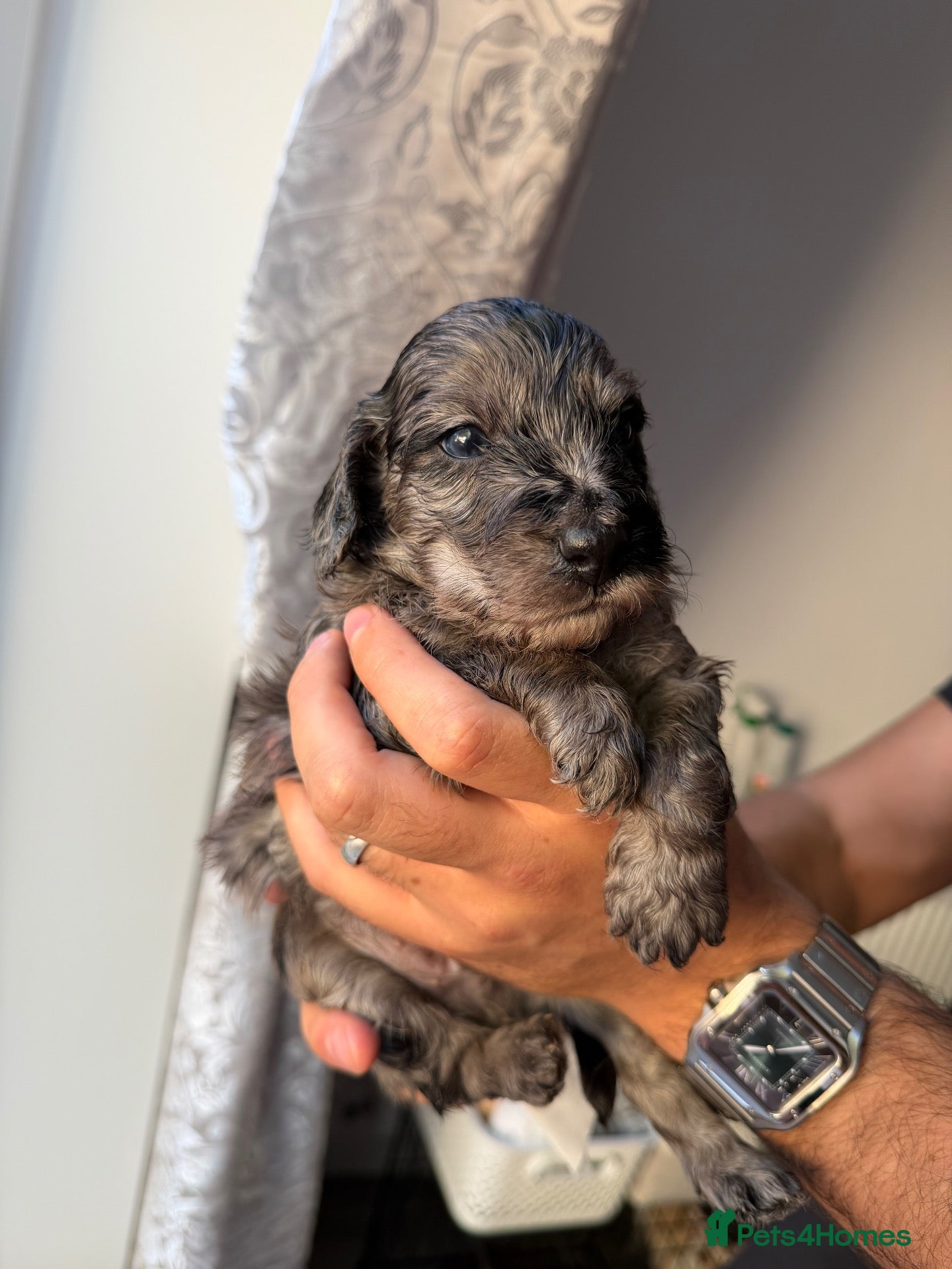 Cockapoo dogs ✨Rare Merle split face cockapoo✨ - Advert 2