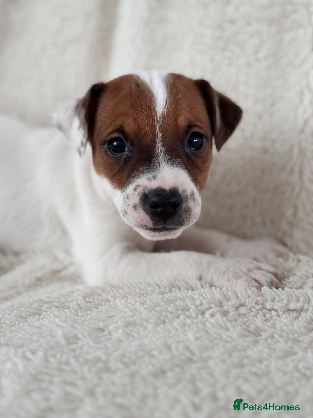 Jack Russell dogs for sale: Smooth coated tan and white jack russels  - Image 9