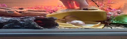 Leopard Gecko reptiles for sale: Leopard Gecko  in Chesterfield - Advert 2