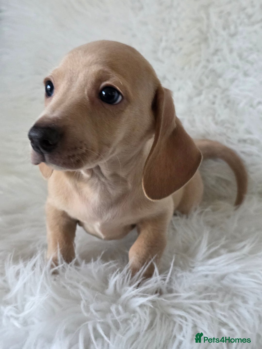 Miniature Dachshund dogs for sale: KC reg, gorgeous litter.5* Licensed. READY NOW  - Advert 5