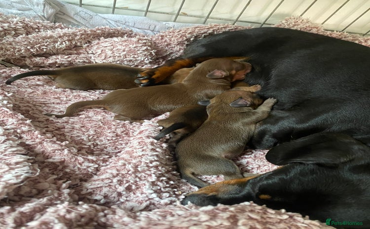 Miniature Dachshund dogs - Advert 2